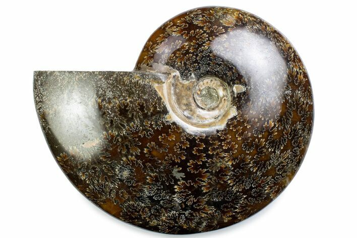 Polished Ammonite (Cleoniceras) Fossil - Madagascar #375993